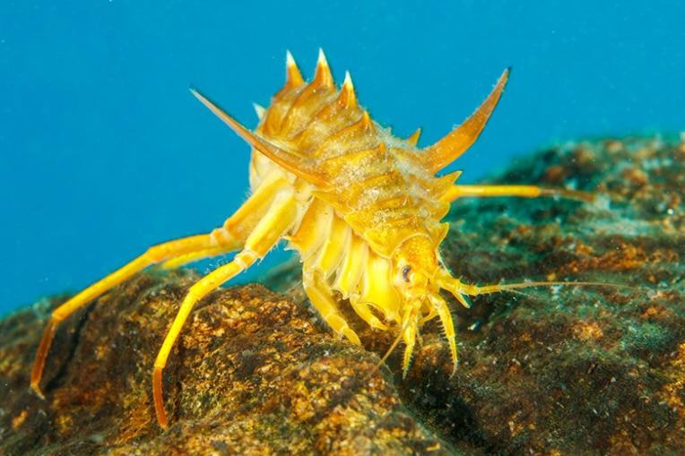 谁知道这种淡水生物学名是什么?