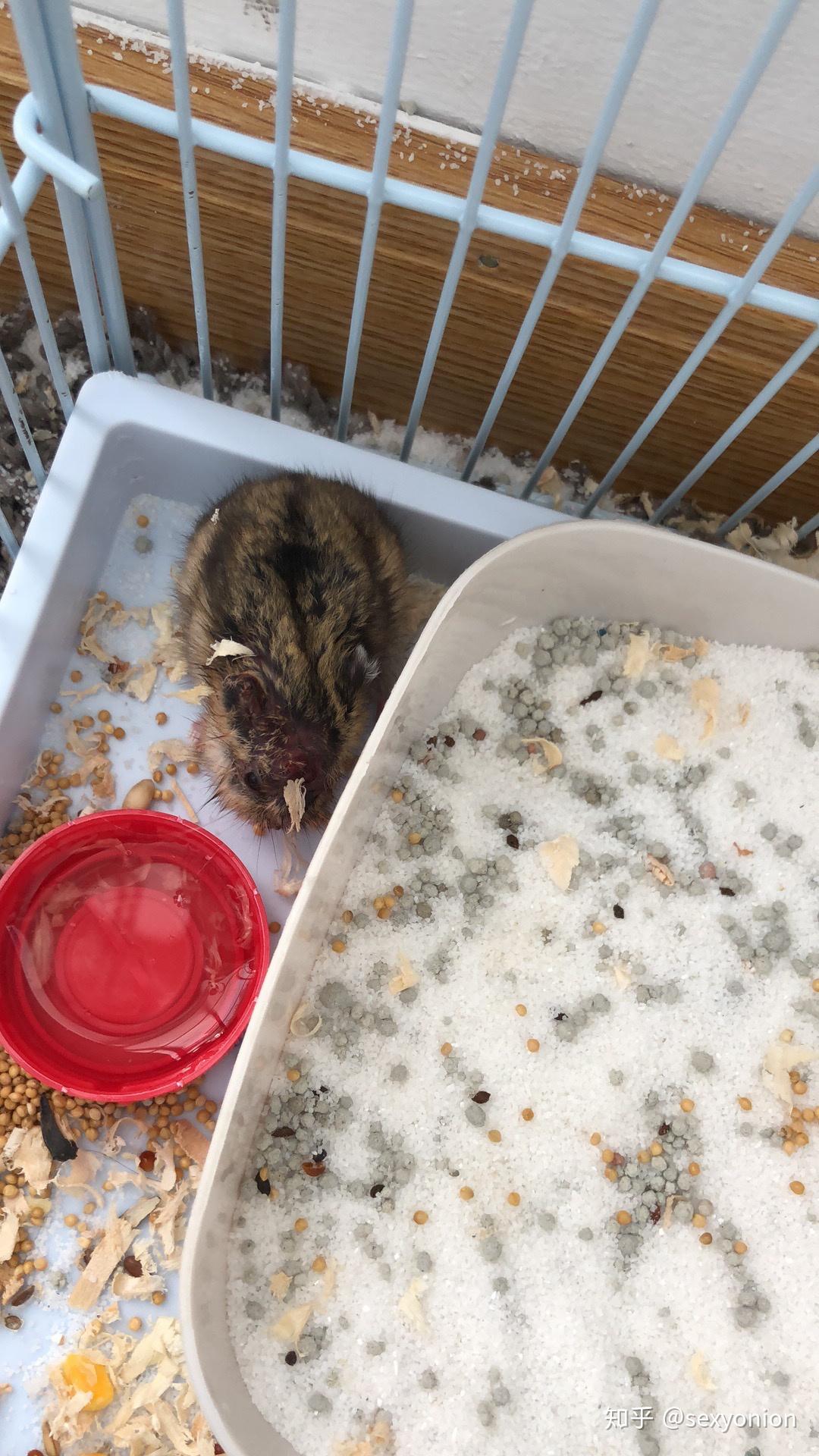 仓鼠可以和虎皮鹦鹉合笼吗