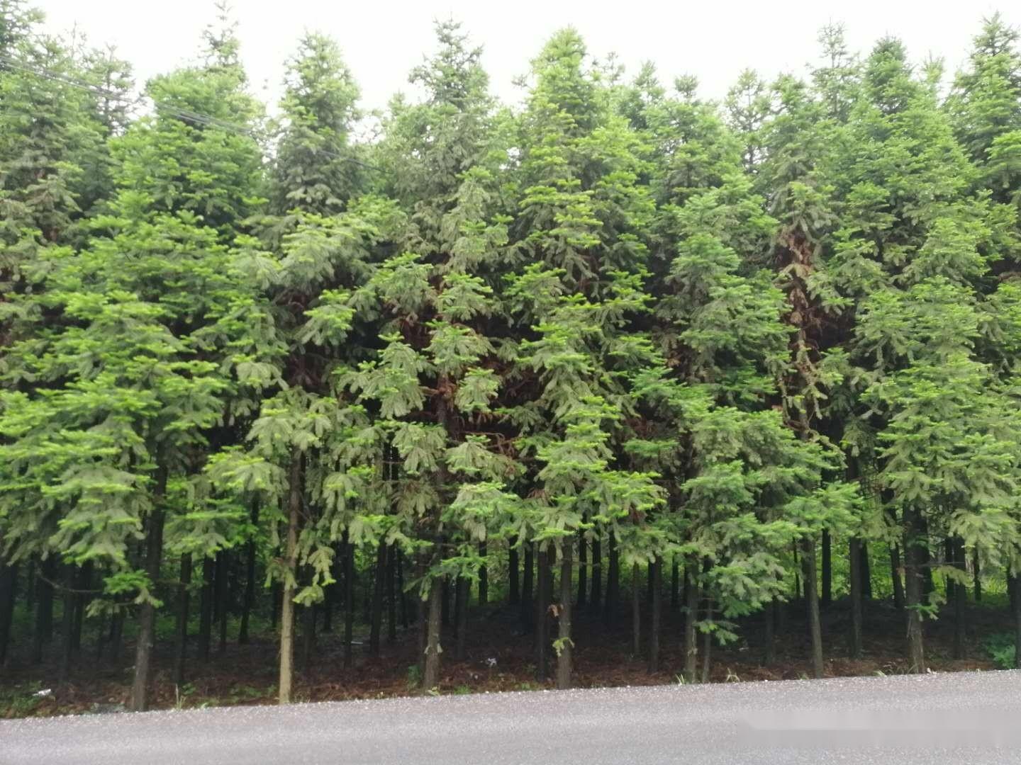 杉木可以做行道树,用于公路绿化吗? - 知乎
