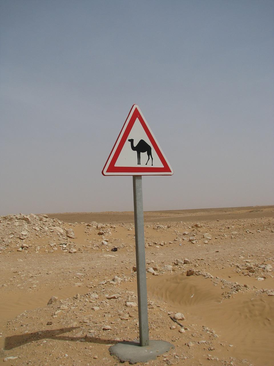 2. 骆驼油外敷用途