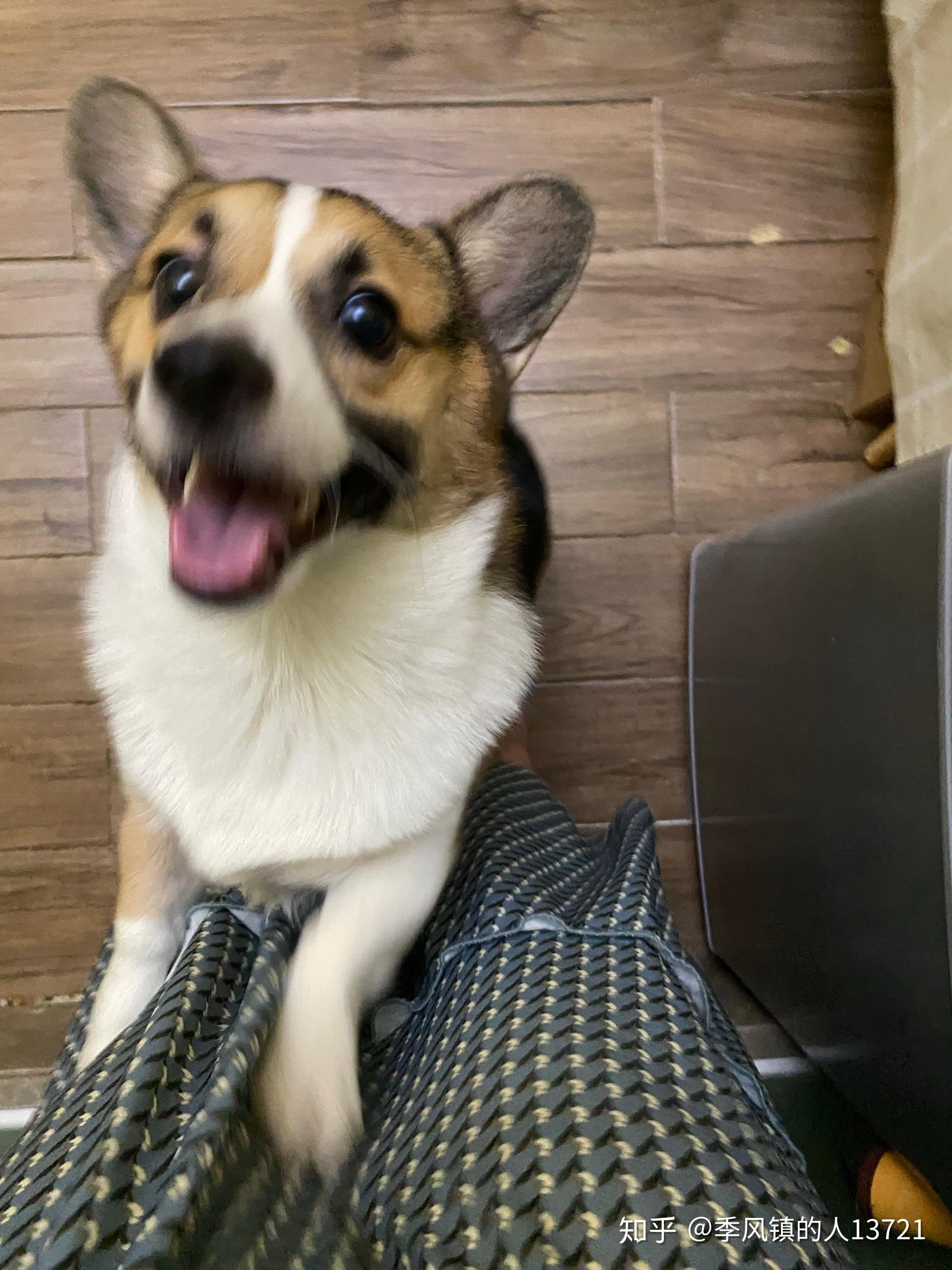 请问我家柯基这黑色嘴毛还能还能褪吗? - 知乎