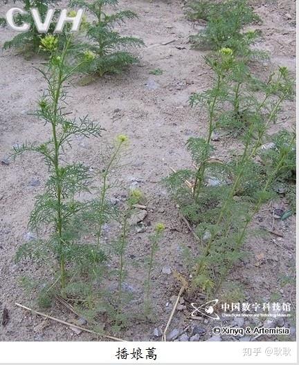 80后的小时候在村里，随处可见的植物，你还认识吗？ - 知乎