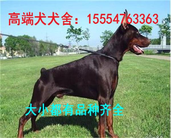 杜宾为什么要断尾裁耳 知乎
