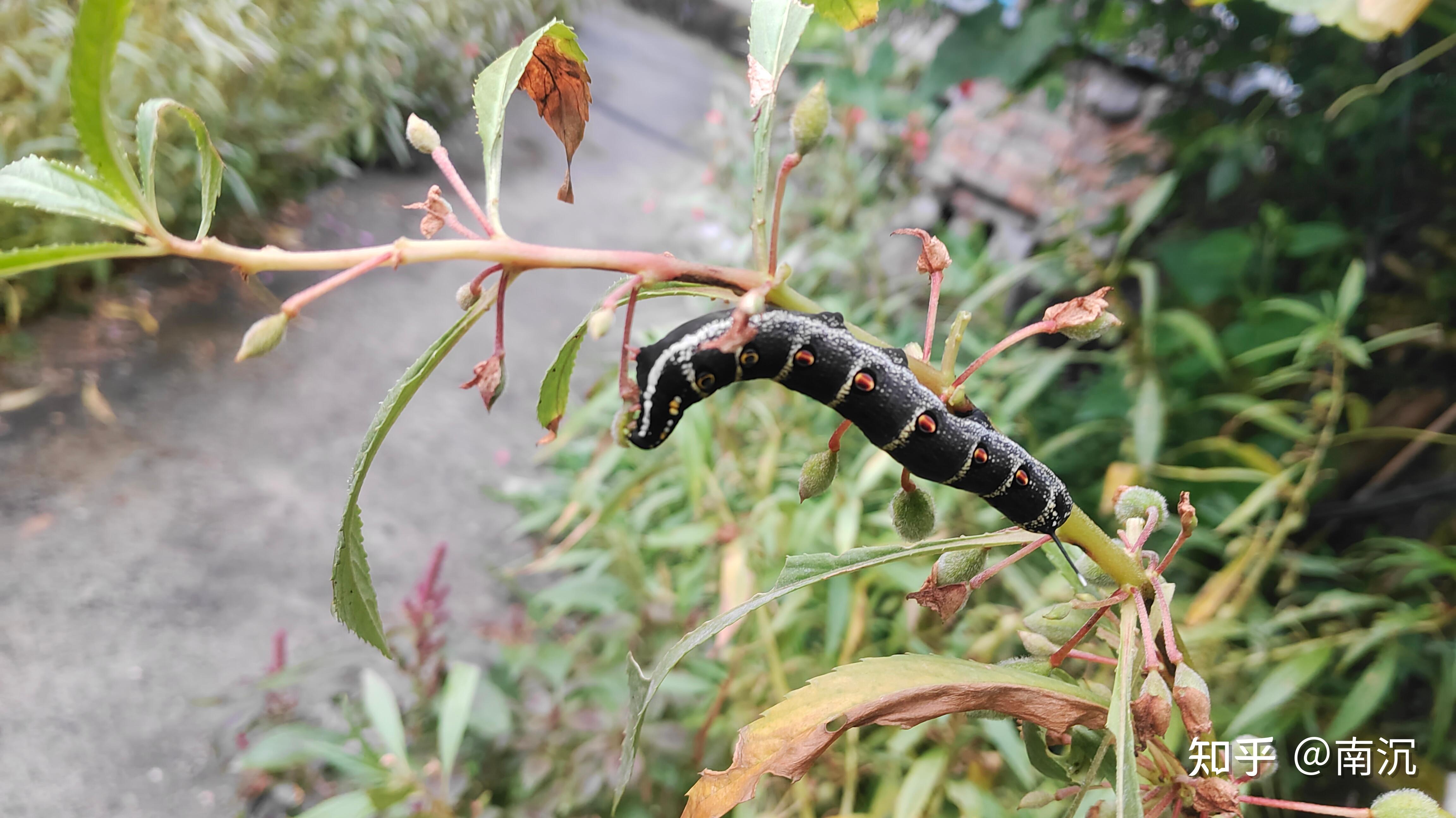 黑菌虫幼虫图片