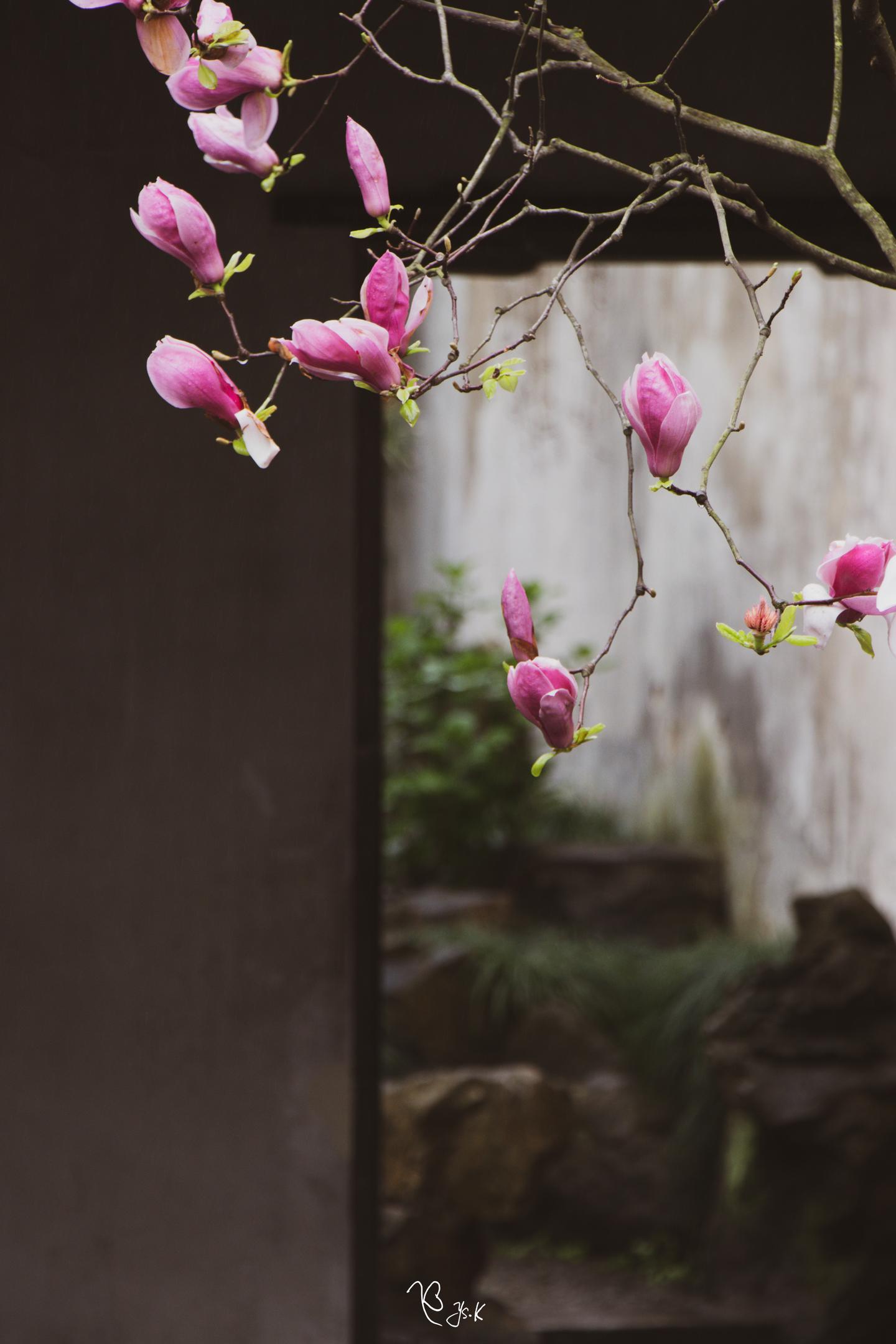 吃花 是风雅还是煞风景 知乎