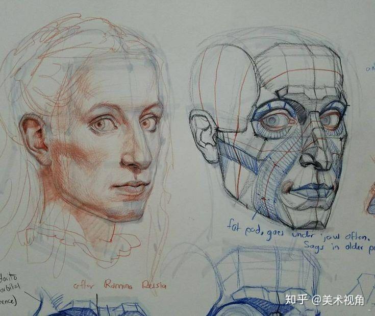 美术生必看四分之三结构解析