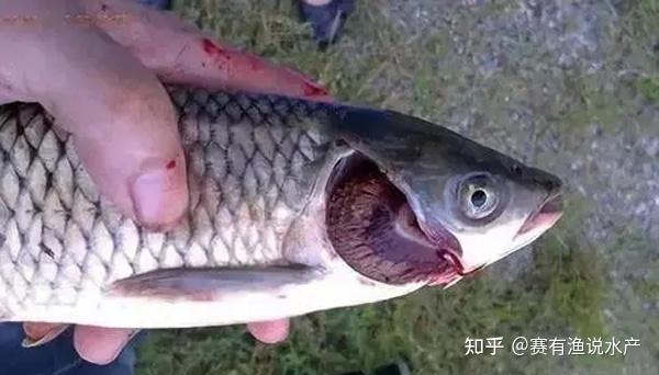 預防春季魚瘟和水黴病防控措施