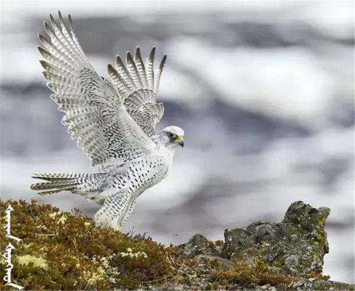 falcon blanches