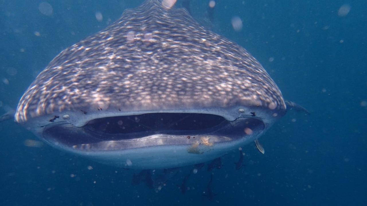 可爱的巨型鲸鲨造访泰国兰塔岛国家公园