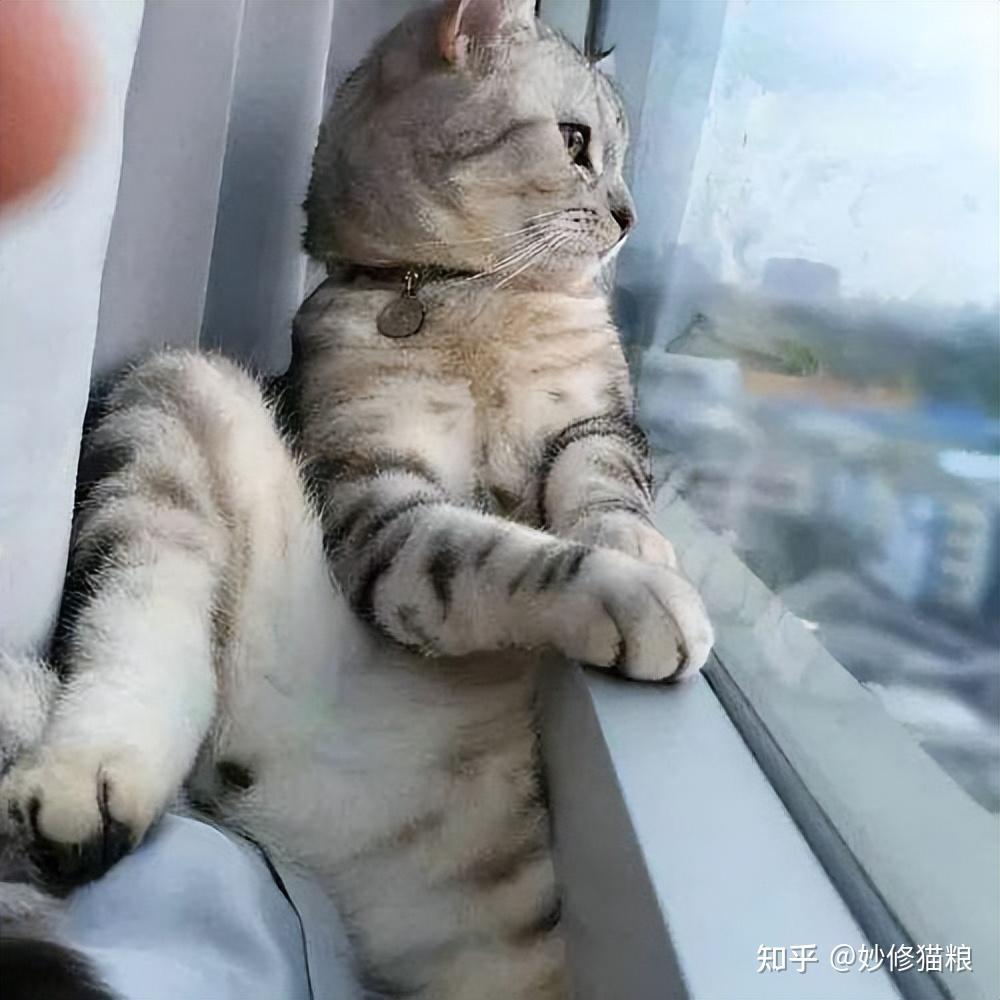 猫咪为什么总是盯着窗外发呆原来它在想这些事情