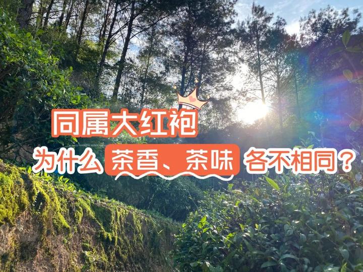 纯料、拼配、母树大红袍，4个大红袍的真相，终于一次性说清了 - 知乎