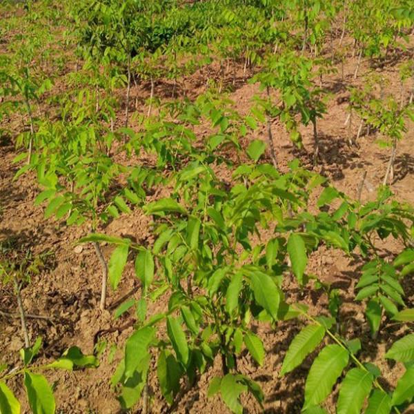 京门麻核桃2017年04月28日的文章