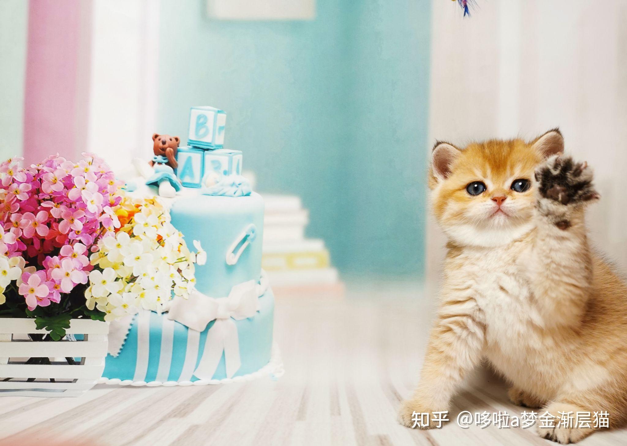 金渐层猫为什么那么贵