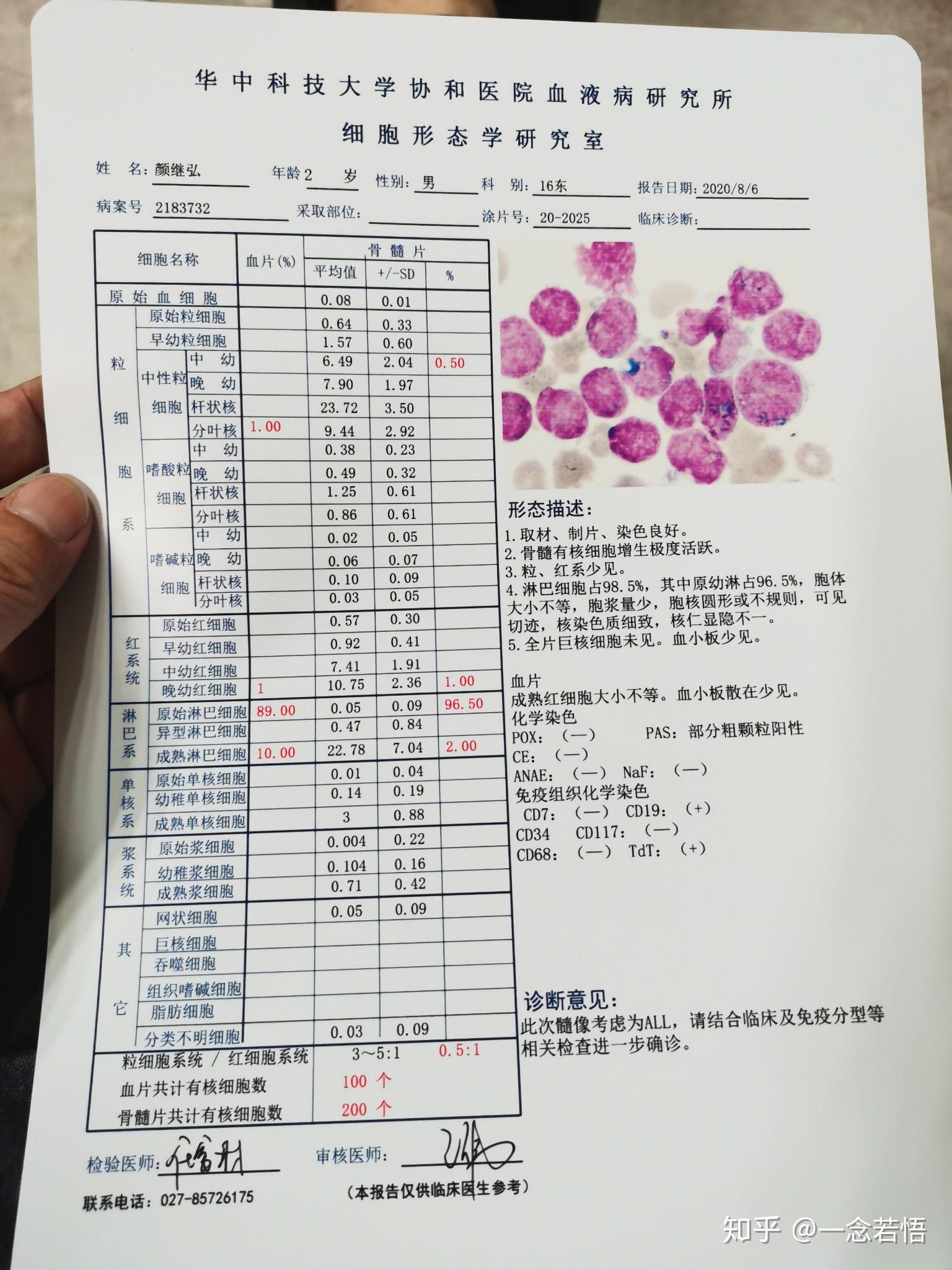 白血病化验单图片