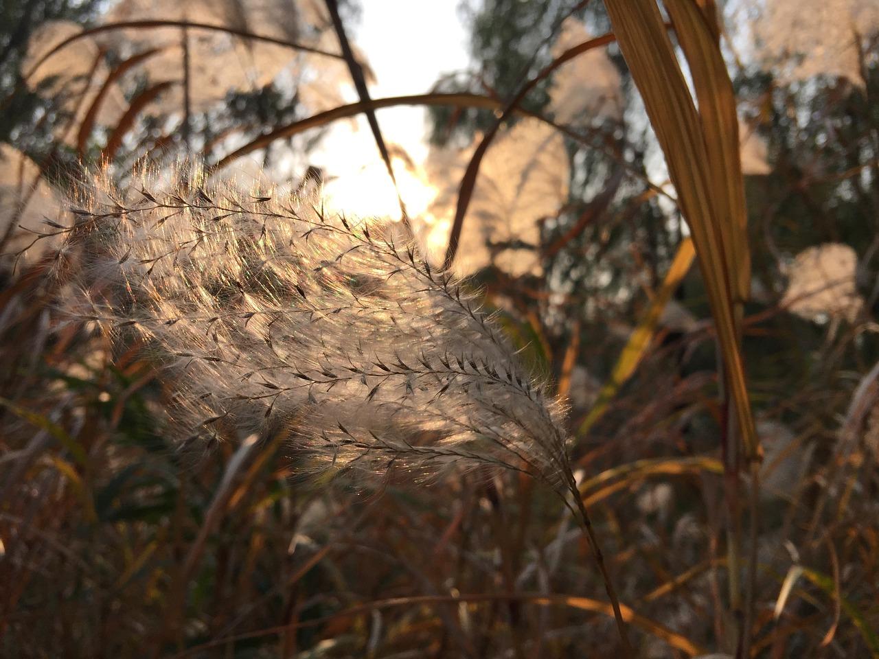 4. 芦苇帘装饰风格