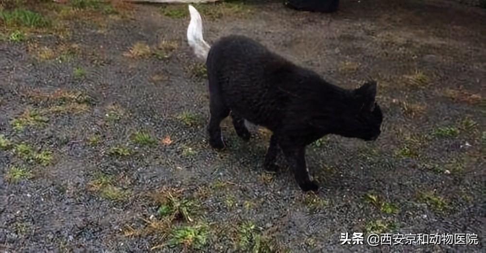 我们身边的宝藏猫咪