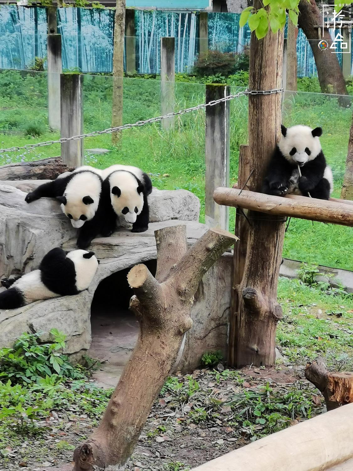 重庆动物园的18只大熊猫:2只身在加拿大,有两对双胞胎不到一岁 