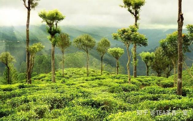 如約茶事生長在光照充足雨水充沛地區的茶葉就是好茶麼