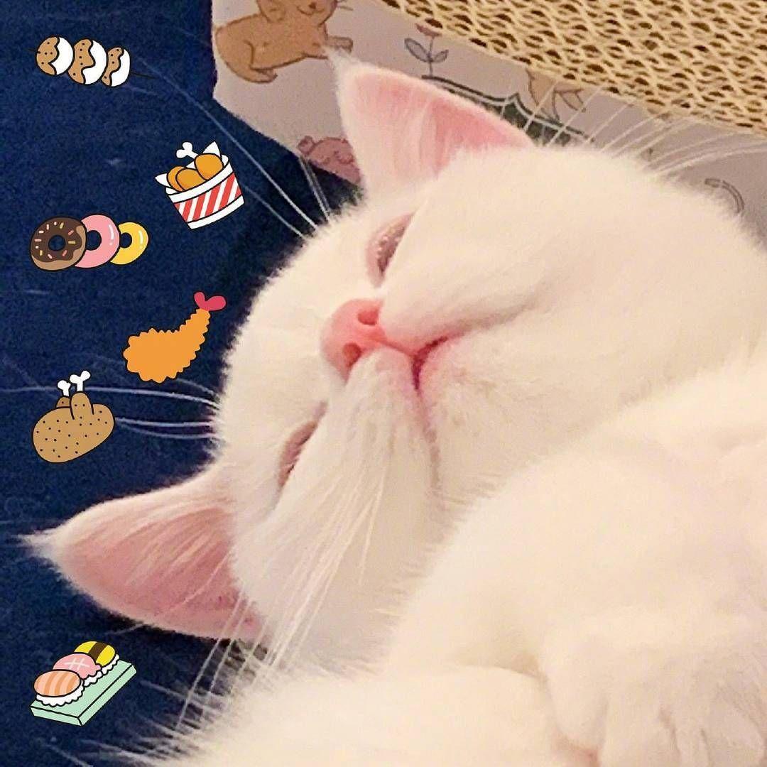 有没有一眼就很舒适的微信头像