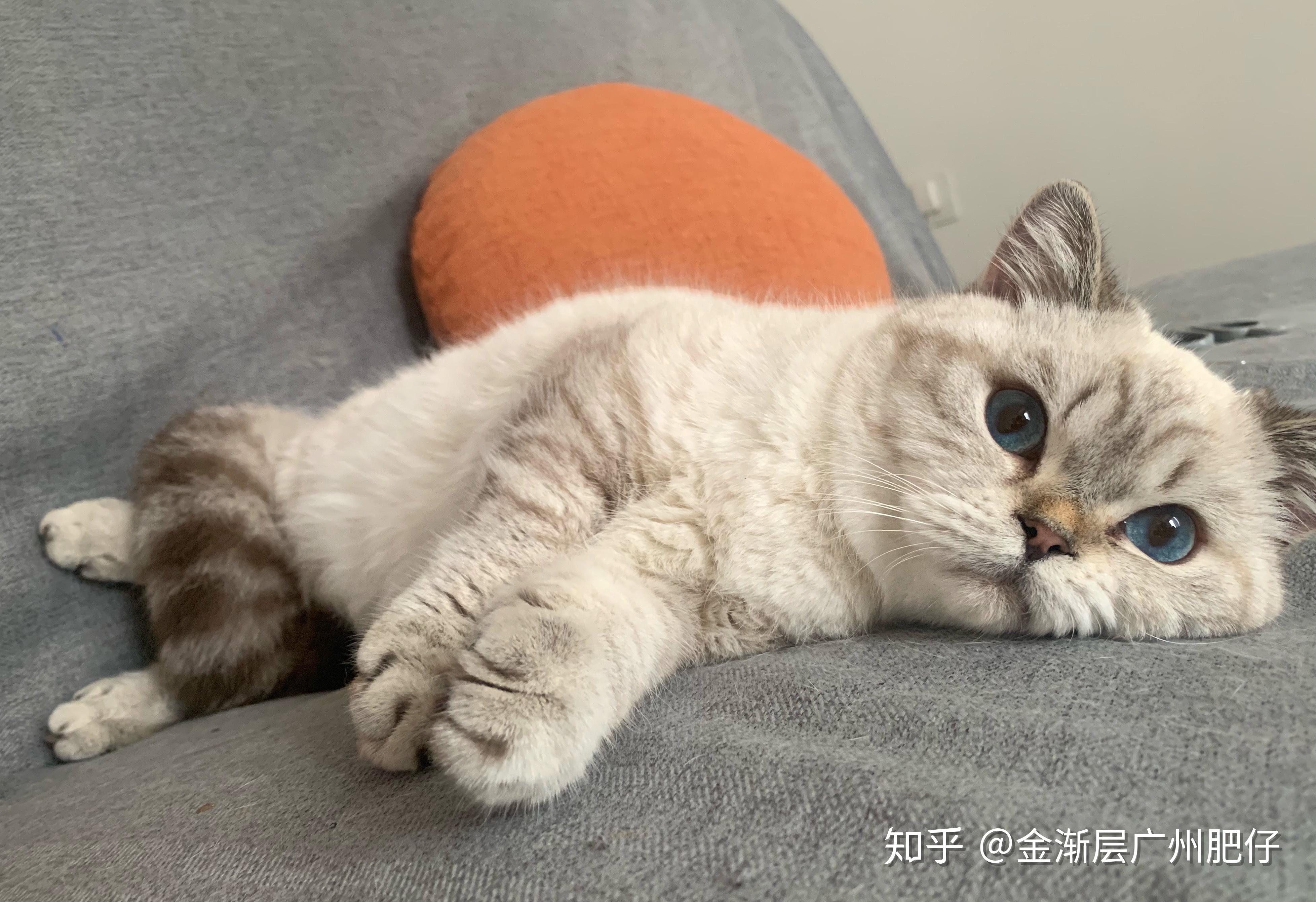 英短金渐层重点色(金点)尾环到底算不算血统失格?