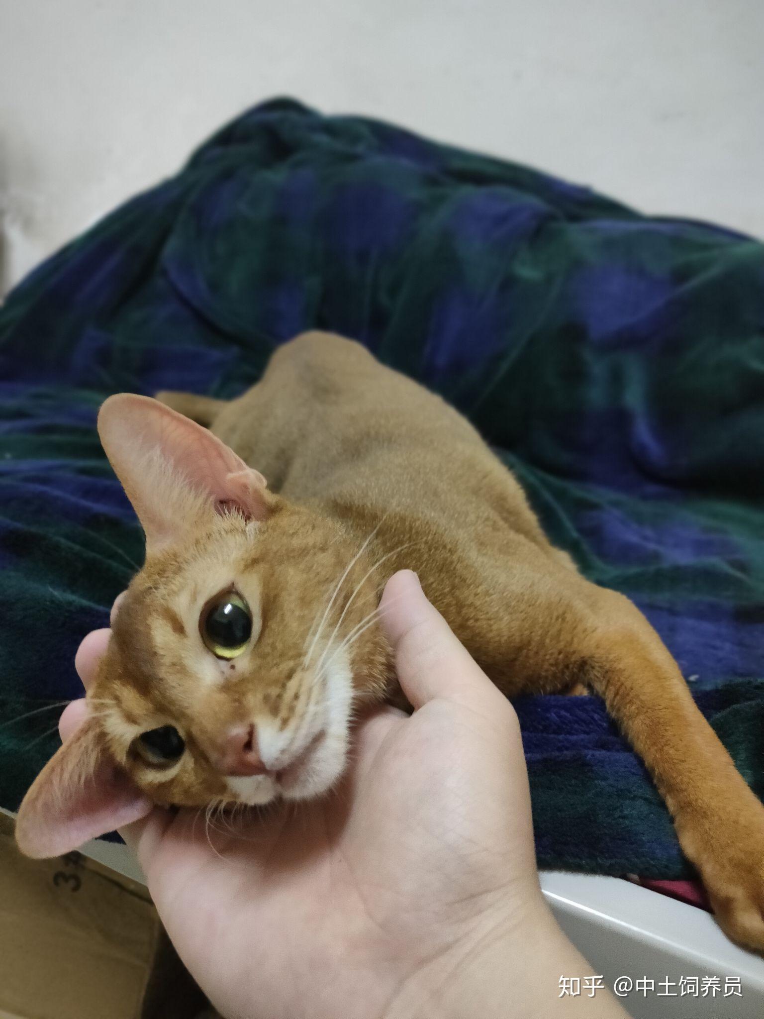 如何评价阿比西尼亚（abyssinian）猫？ - 知乎