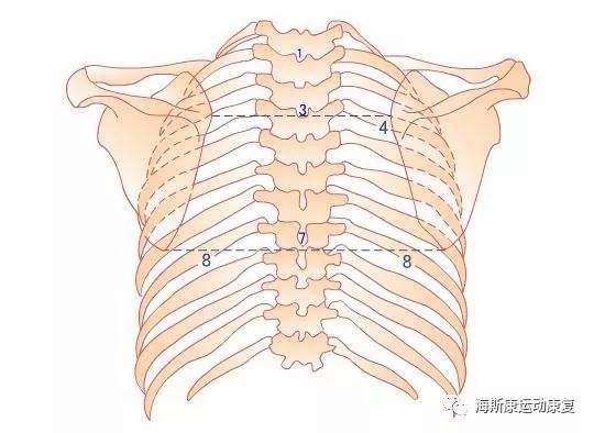 預防頸椎病腰椎病肩關節病胸椎靈活性訓練