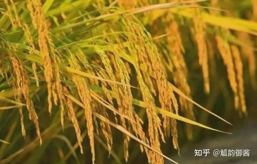 酿造酱香酒时为什么要加稻壳? - 知乎