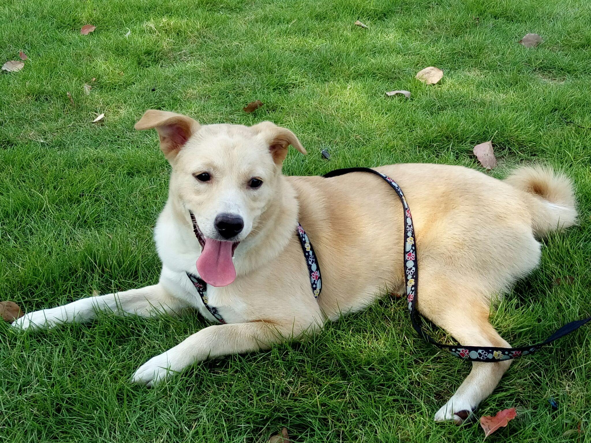 为什么不少人鄙视中华田园犬土狗