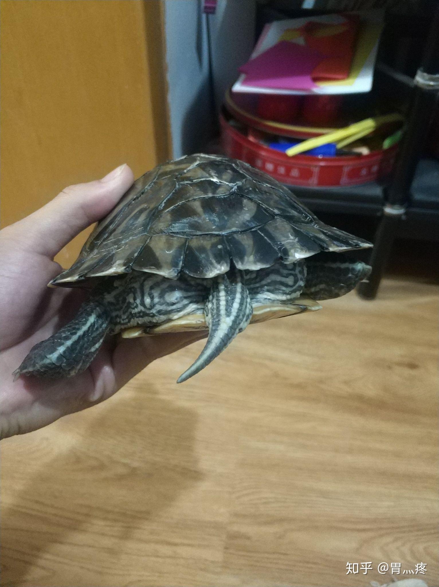 乌龟四肢无力尤其是前腿缩不回去爬不动不吃东西放在水面是漂浮状态