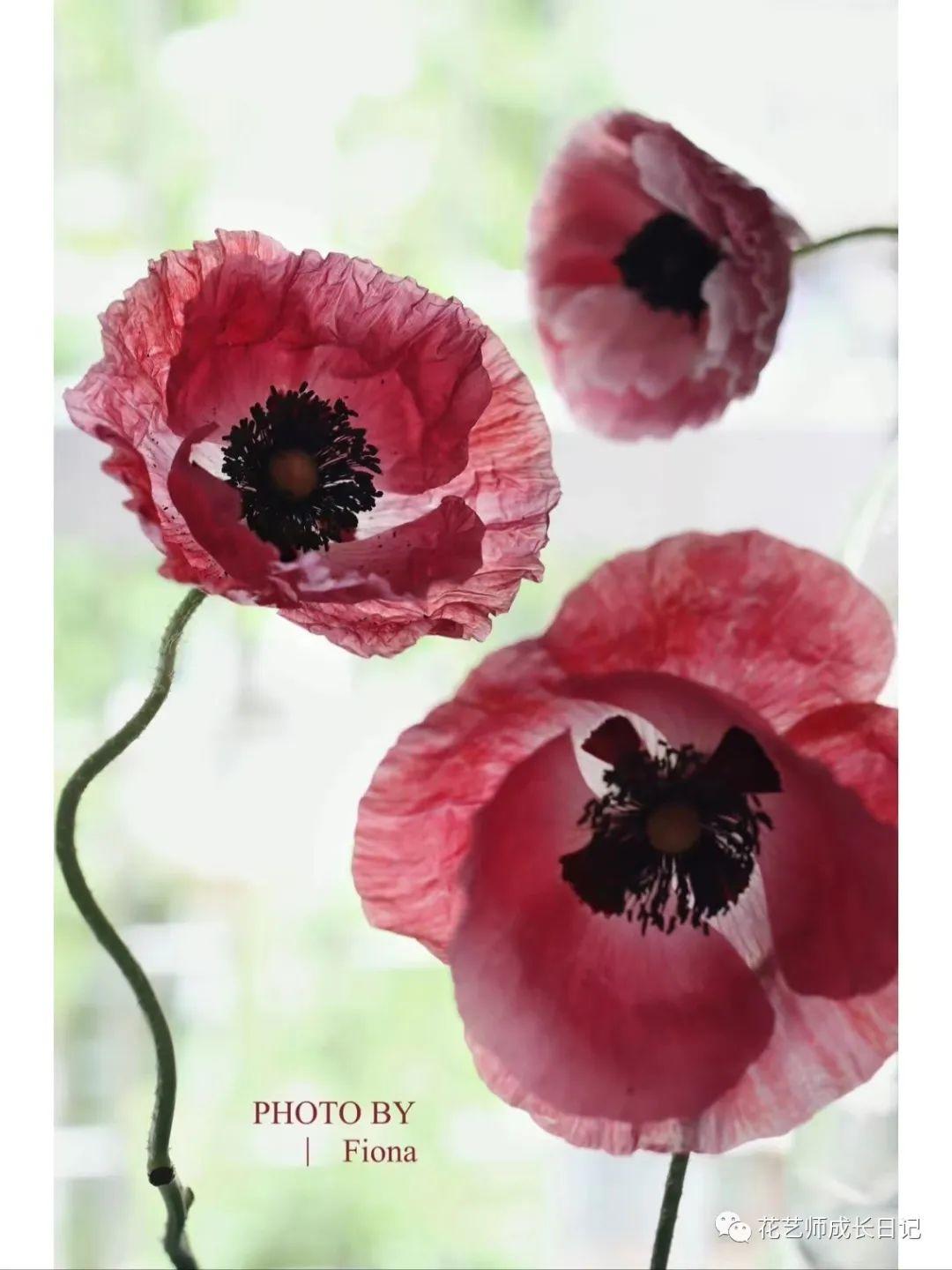 每日一花雪莉虞美人你永远不知道下一朵开出什么花vol42