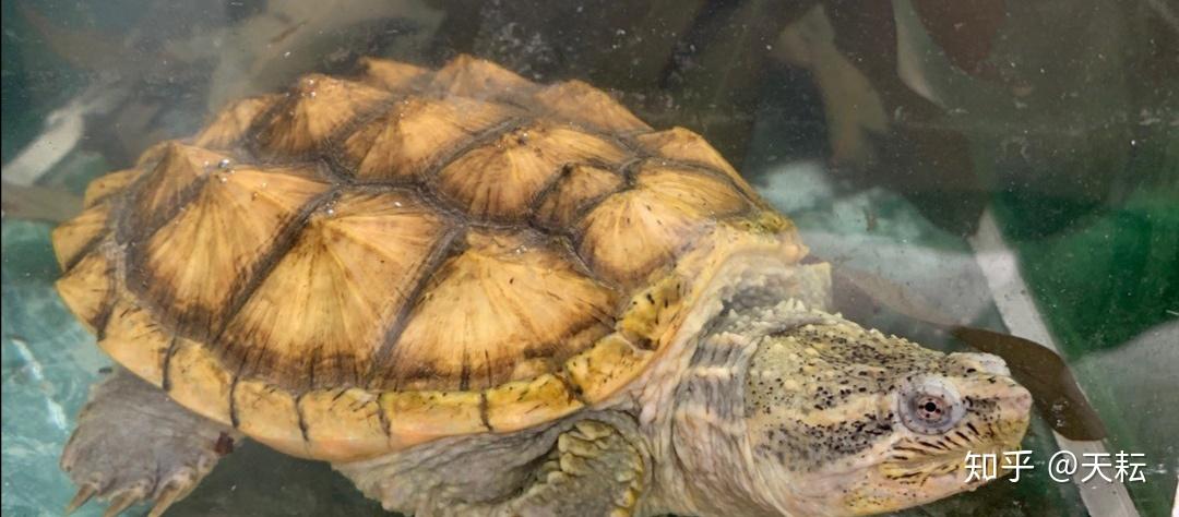 金黄壳的鳄龟多少钱也不知道是什么品种