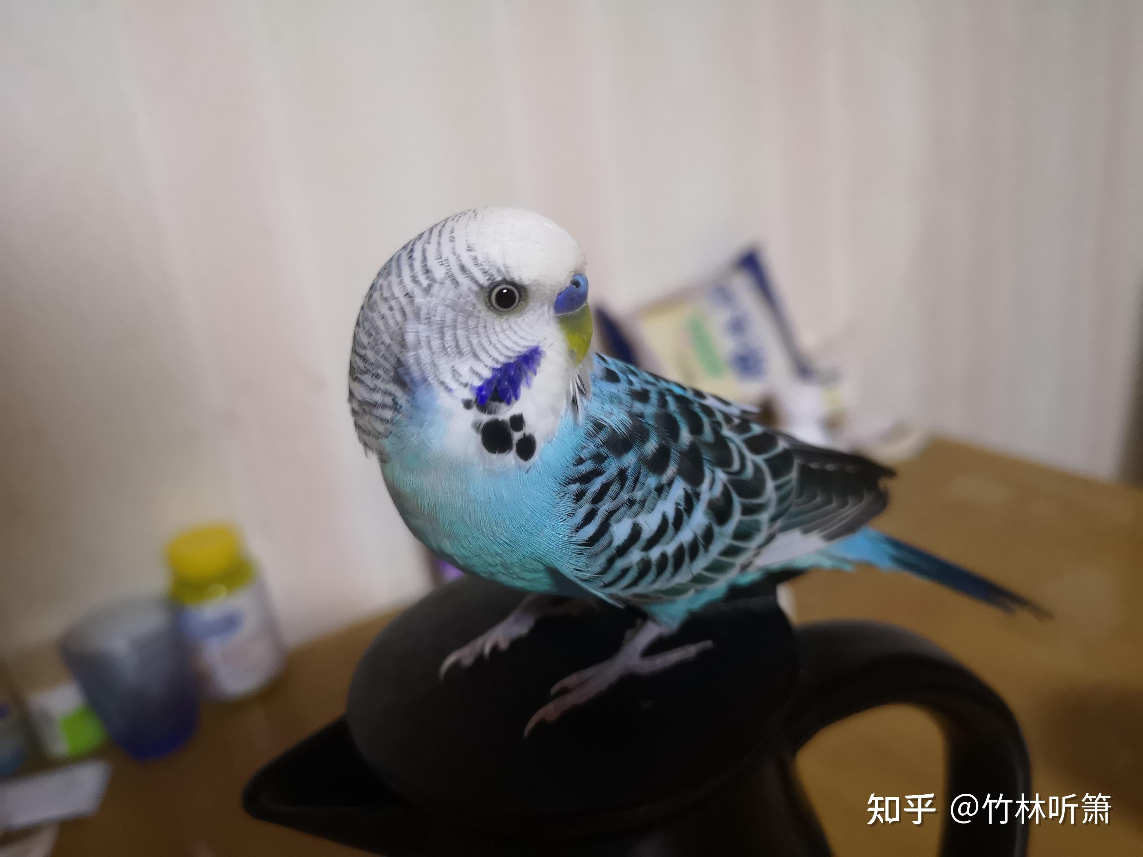 怎么快速训练成年虎皮鹦鹉上手会说话