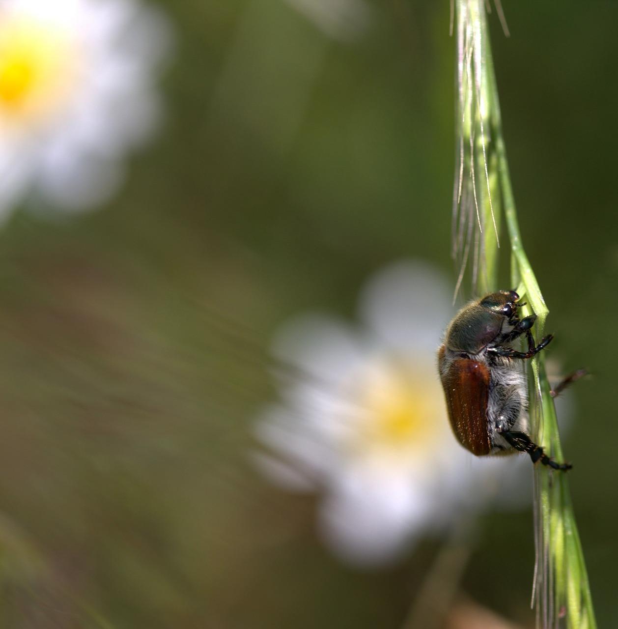 家居除虫小窍门