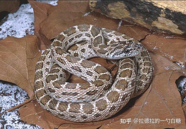 这是什么蛇,头部花纹很奇特?