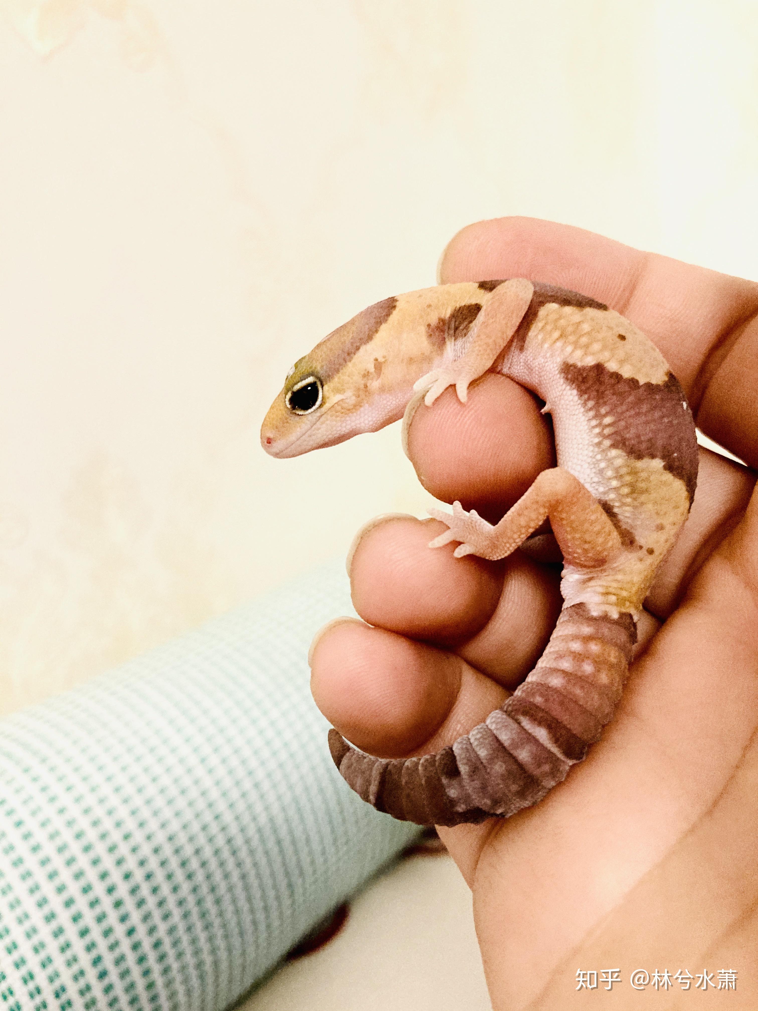 肥尾守宫好养吗养一只大概多少钱