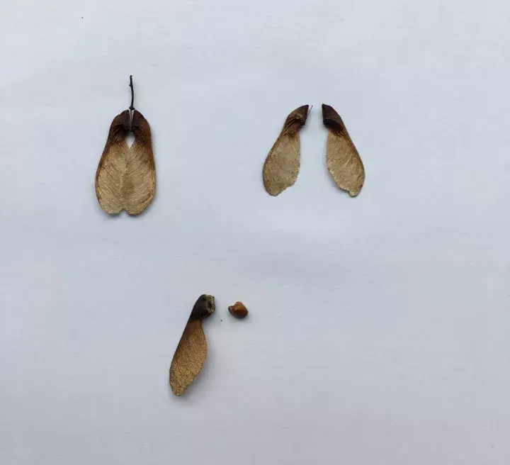 翅膀飞行器——槭树可别小瞧了种子飞行器,如果你想当然的以为种子