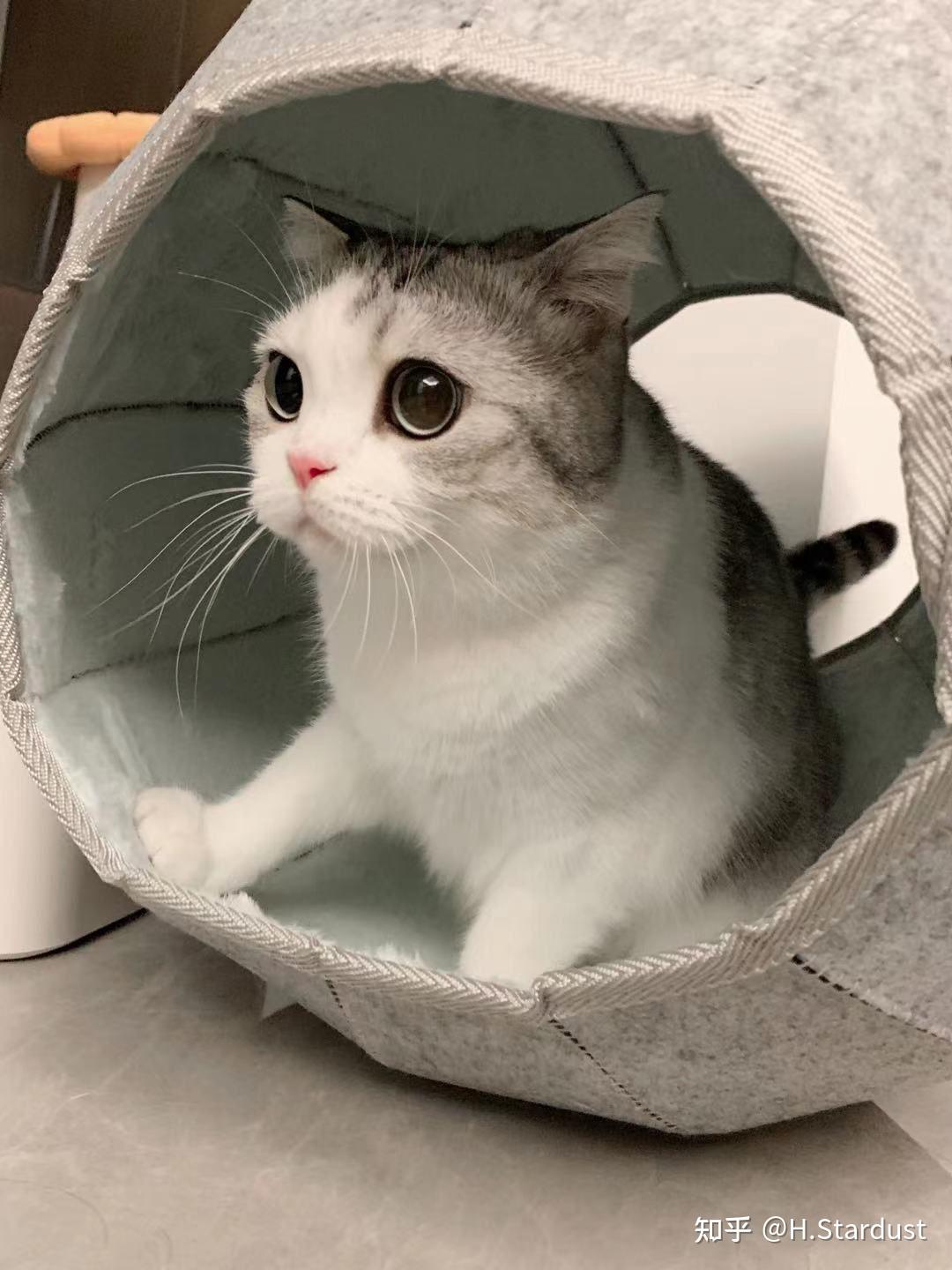 如何评价香香软软的小泡芙? - 知乎