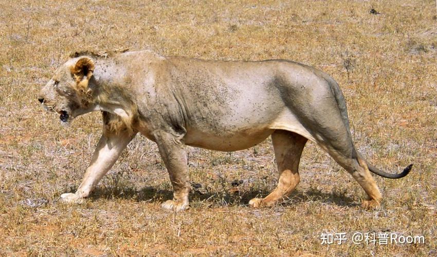 揭秘狮子的战斗力:究竟有多强?专家给出惊人答案! - 知乎