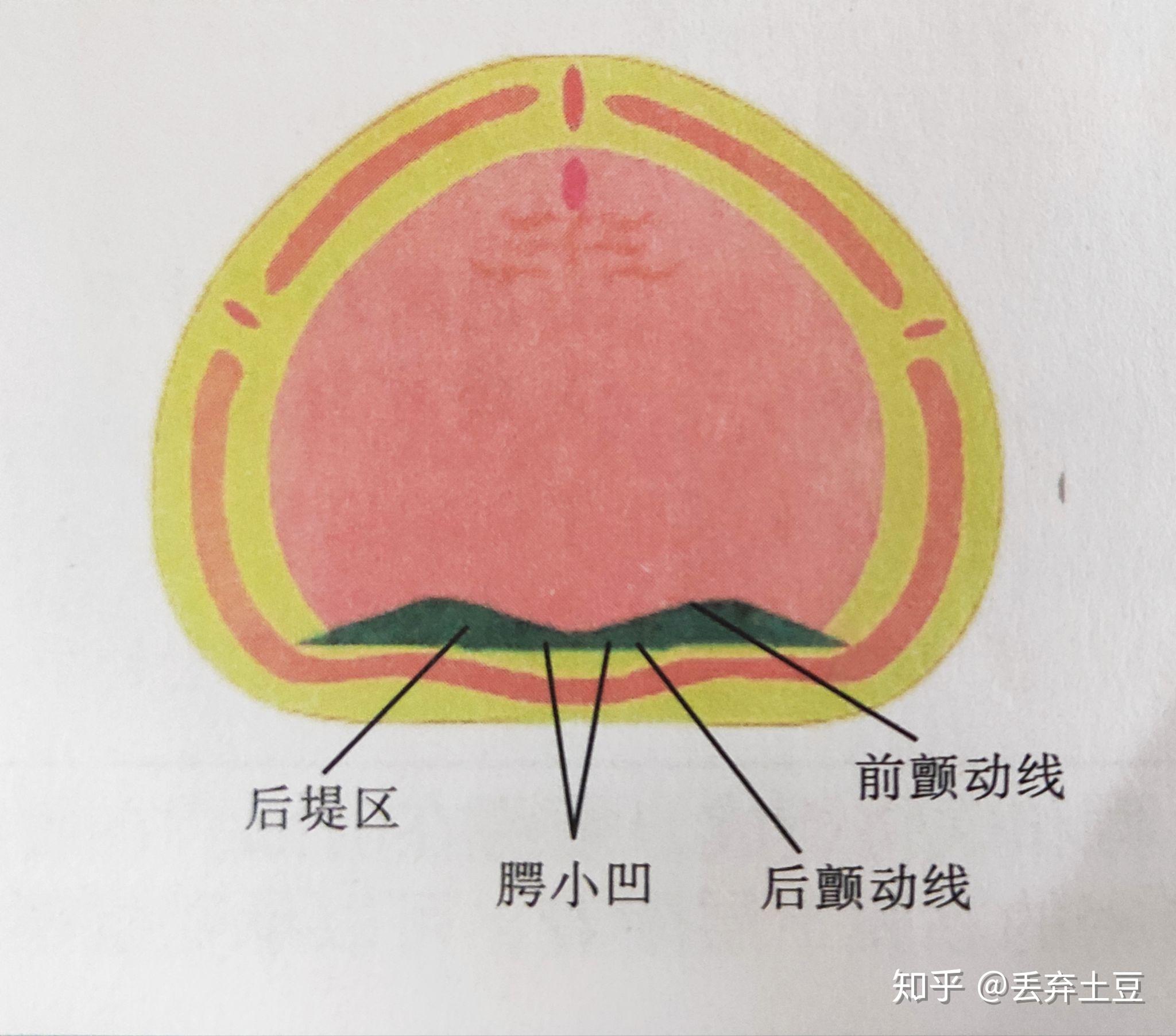 腭小凹图片