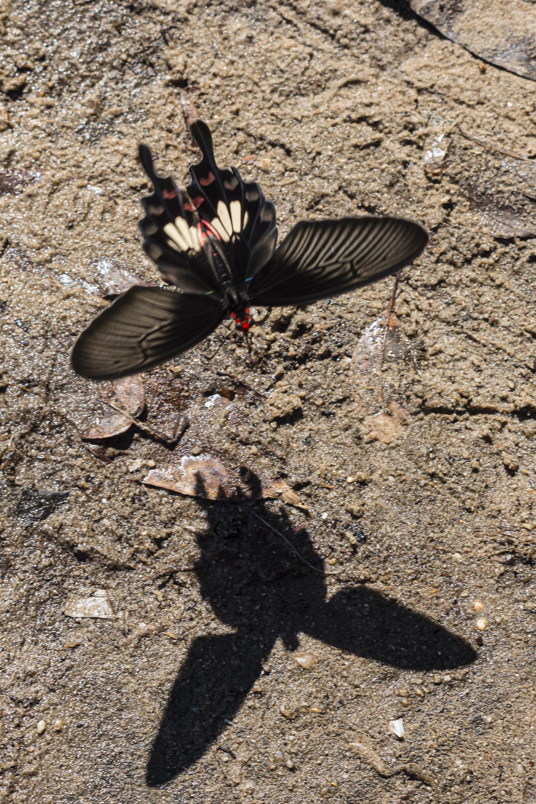 canoneosm6markii使用总结