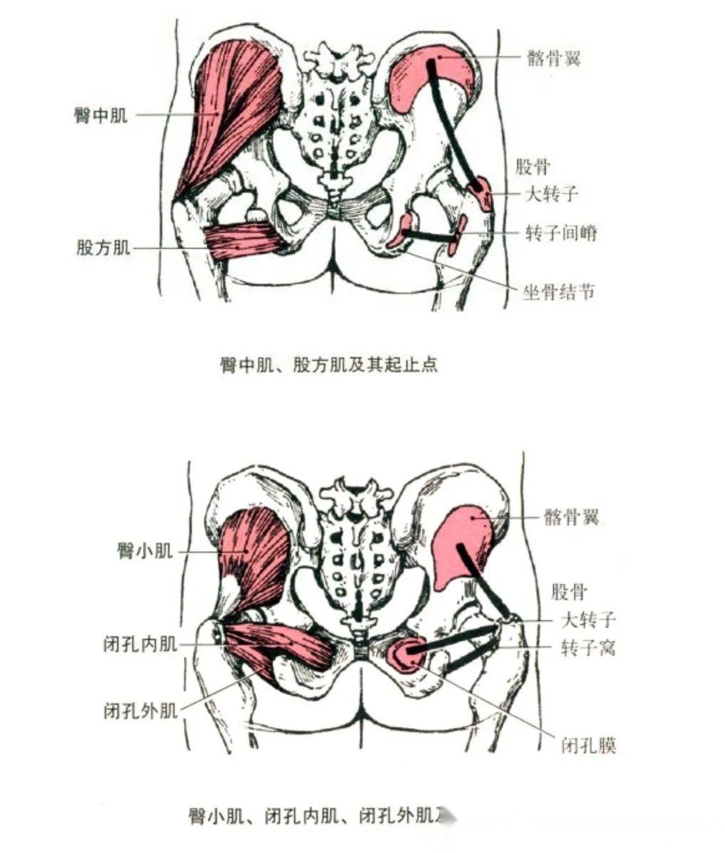 臀部/抗阻训练 
