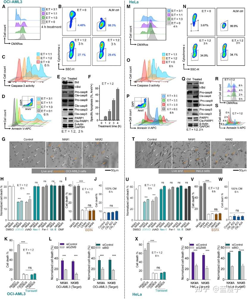 Cell | 激活癌细胞线粒体凋亡以协同增强NK细胞对其的杀伤作用 - 知乎