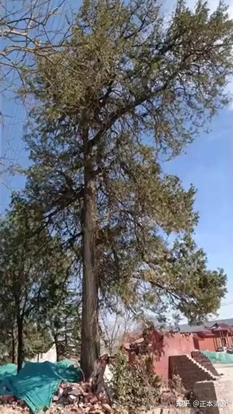 郑州一棵400年古柏树疑被盗伐