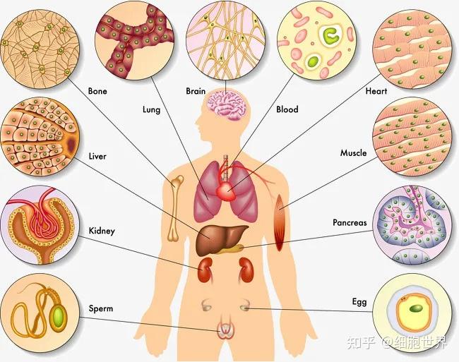 人体由细胞组成的图片图片