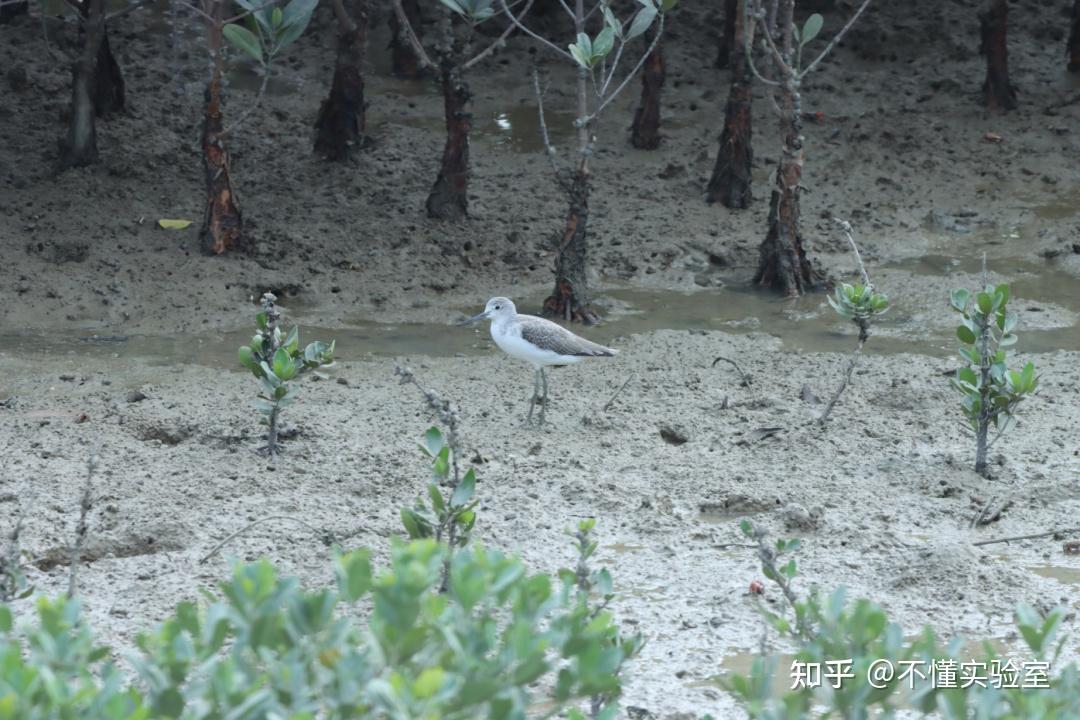 互花米草为什么被当成入侵物种?