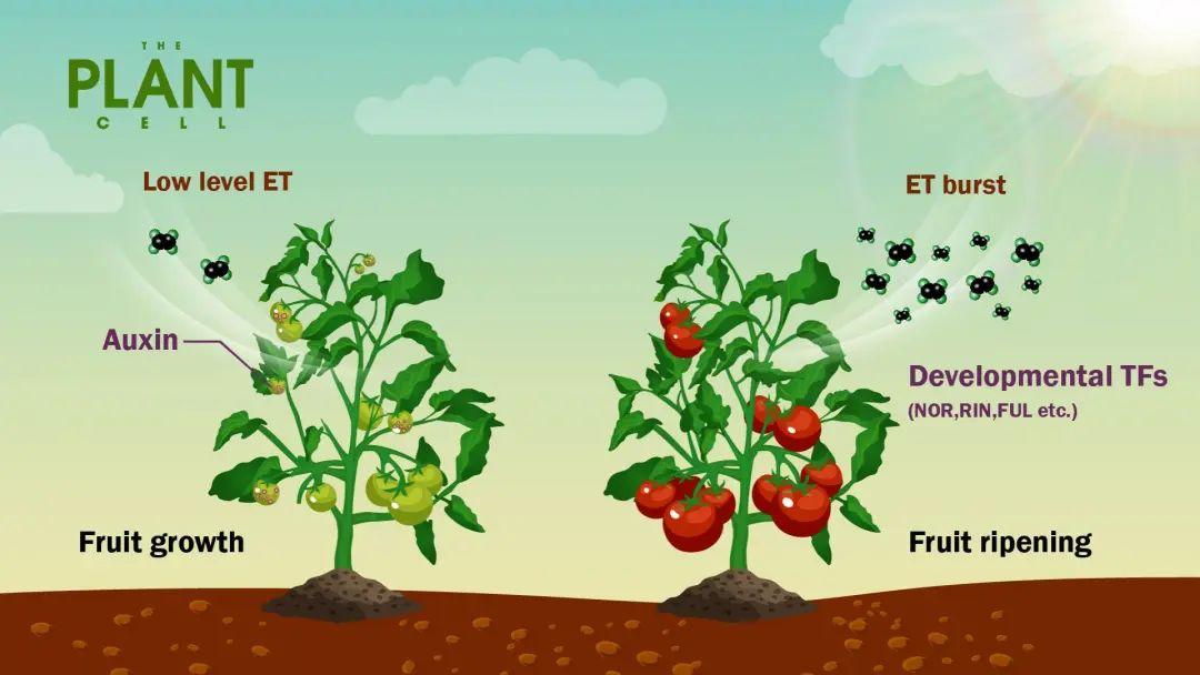 framework of ethylene-mediated fruit growth and ripening