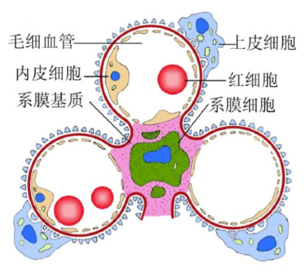 （肾脏生理系列）生理学06-1：肾小球的运作