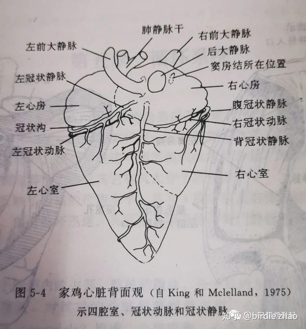 鸟类心脏结构示意图图片