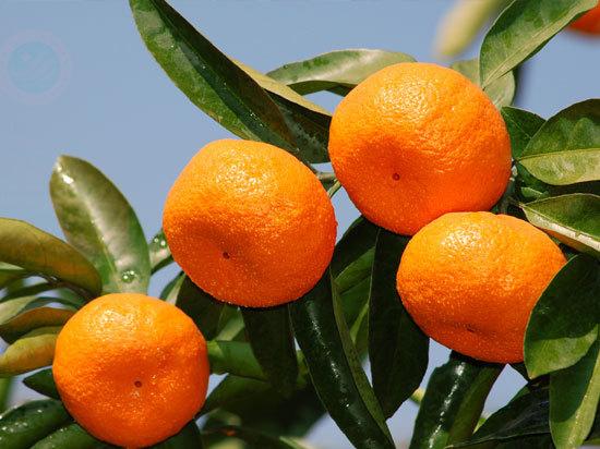 湖南大学生挑战百万脐橙 欲30天卖150万斤滞