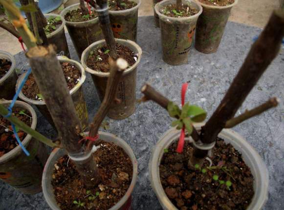 常见的几种苗木嫁接方法